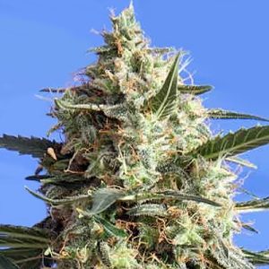 60 Day Wonder Photo Fem-1912