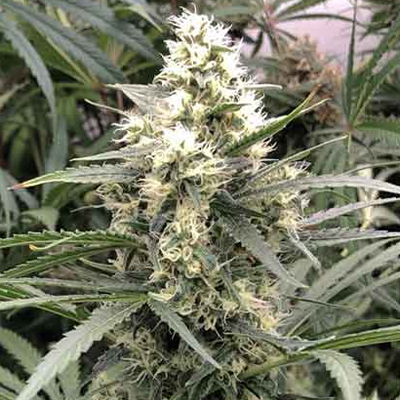 60 Day Wonder Photo Fem-0