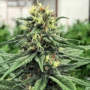 CBD ACDC Photo Fem-0