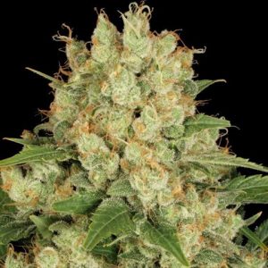 AK47 Auto Fem-0
