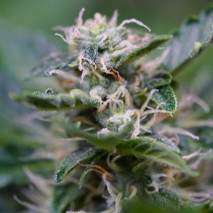AK47 Photo Fem-0
