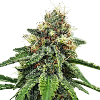 AK47 Photo Reg-0