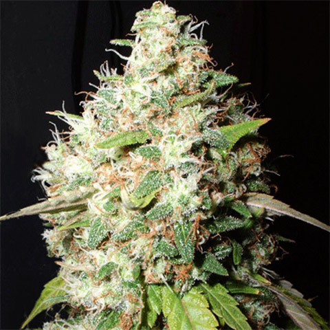 AK47 Photo Fem-2798