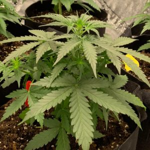 AK Crack Photo Fem-4295