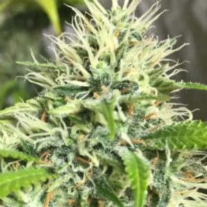 AK Crack Photo Fem-4296