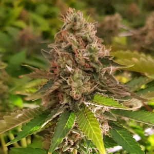 AK Somango Auto Fem-0