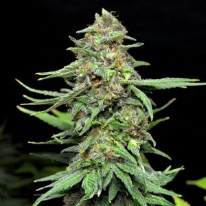 AK47 Widow Photo Fem-0