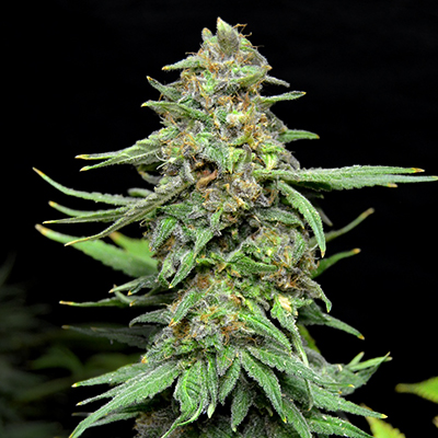 AK47 Widow Photo Fem-0