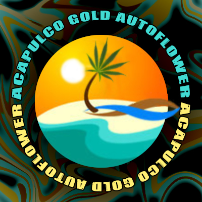 Acapulco Gold Auto Fem-3906