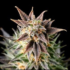 Acapulco Gold Auto Fem-0