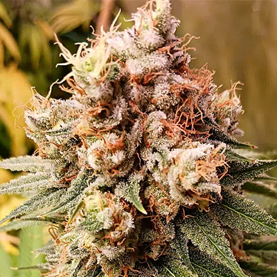 Acid Diesel Photo Fem-0
