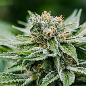 Afghan White Widow Fast Photo Fem-0