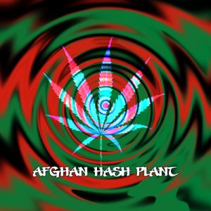 Afghan Hash Plant Photo Reg-2703