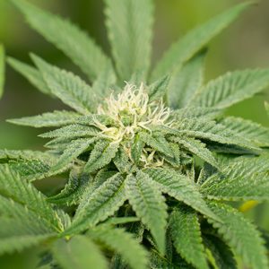 Afghan Jamaica Photo Fem-0