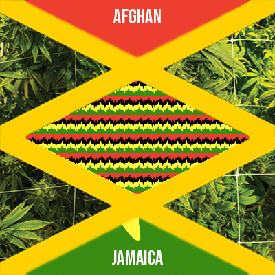 Afghan Jamaica Photo Fem-1785