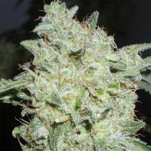 Afghan Photo Fem-3230