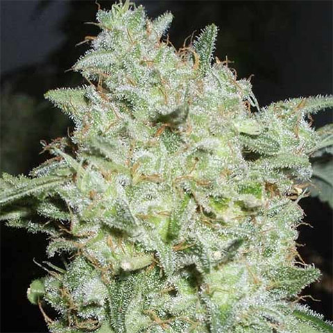 Afghan Photo Fem-3230