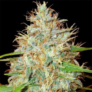 Afghan Super Skunk Photo Fem-3945