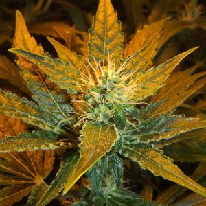 Afghan White Widow Fast Photo Fem-2781