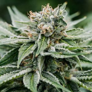 Afghan Kush Photo Reg-0
