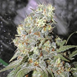 Afghan Kush Photo Reg-2605