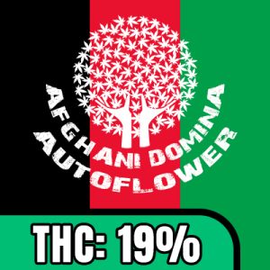 Afghani Domina Auto Fem-1364