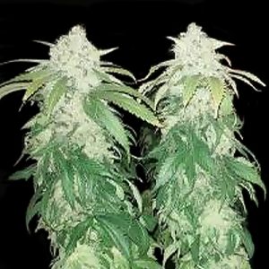 Afghani Domina Auto Fem-1362