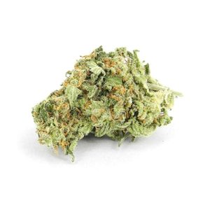 Afghani Domina Photo Fem-1848