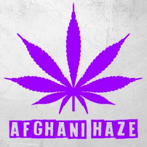 Afghani Haze Photo Fem-1795