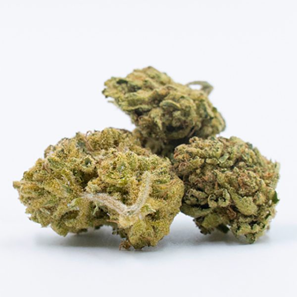 Agent Orange Photo Fem-0