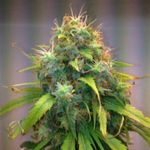 Agent Orange Photo Reg-3362