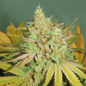 Agent Orange Photo Reg-4038