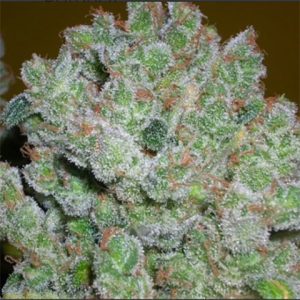 AK47 Photo Fem-2800