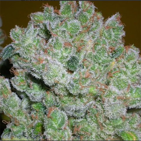 AK47 Photo Fem-2800