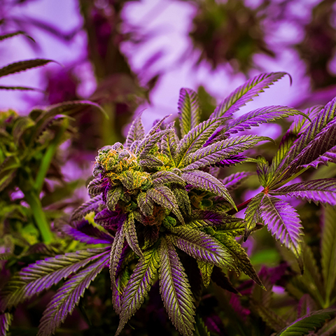 Alaskan Purple Auto Fem-4184