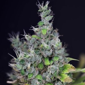 Alaskan Purple Auto Fem-0