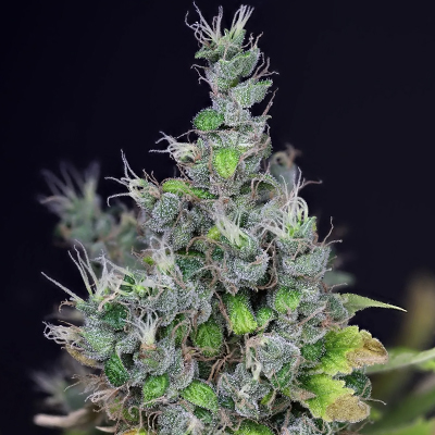 Alaskan Purple Auto Fem-0