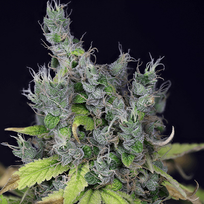 Alaskan Purple Photo Fem-3691