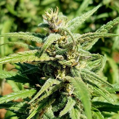 Alaskan Thunderfuck Photo Fem-0