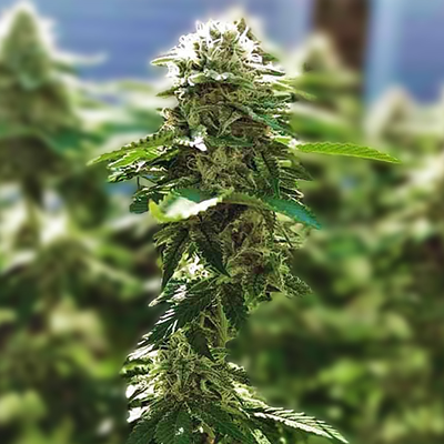 Alaskan Thunderfuck Photo Fem-3757