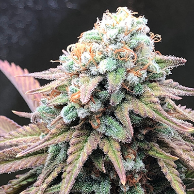 Alien Dosidos Tech Photo Fem-0