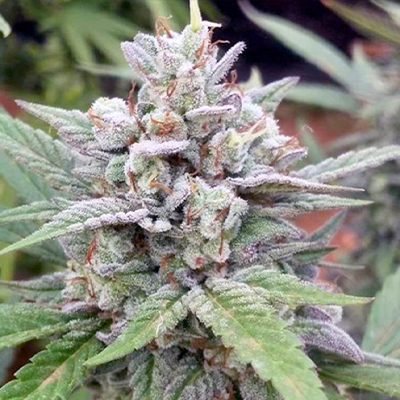 Alien Dosidos Tech Photo Fem-1801