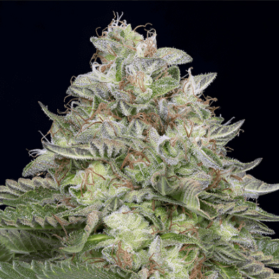 Alien Dosidos Tech Photo Fem-1802