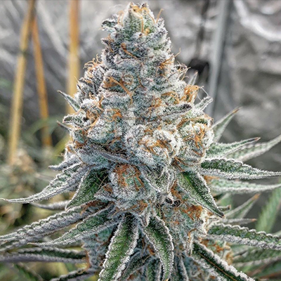 Alien Dosidos Tech Photo Fem-1803