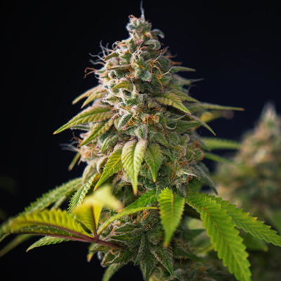 Alien Primate Glue Photo Reg-0