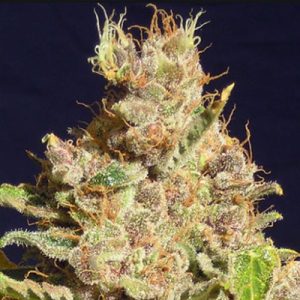 Alien Primate Glue Photo Reg-2610