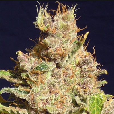 Alien Primate Glue Photo Reg-2610