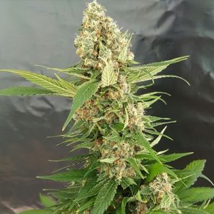 Alien Primate Glue Photo Reg-2609