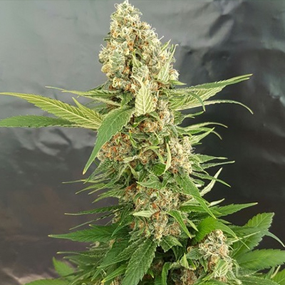 Alien Primate Glue Photo Reg-2609