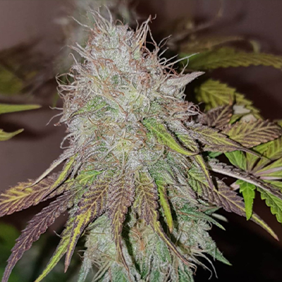 Alien Primate Glue Photo Reg-2611